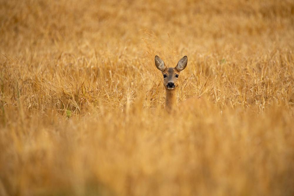 roe-deer-magical-nature-beautiful-european-wildlife-wild-animal-nature-habitat (1) (1)